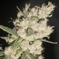 (imagen para) LA Confidential 5 fem