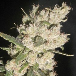 Ein allgemeines Bild