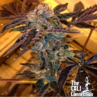 (imagen para) LA Cookies female