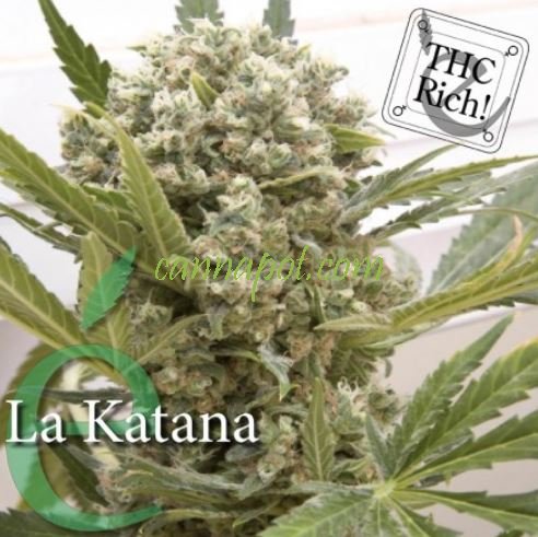 La Katana female - zum Schließen ins Bild klicken