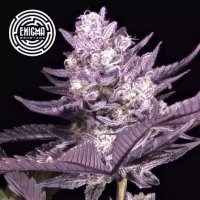 (Bild für) LA Kush Cake