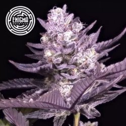 Ein allgemeines Bild