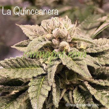 La Quinceanera - zum Schließen ins Bild klicken