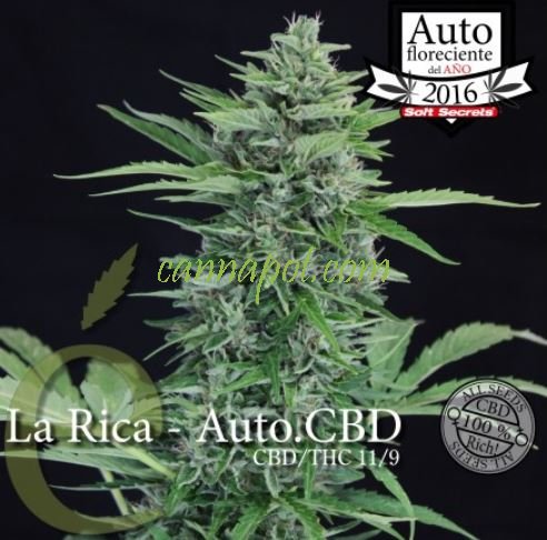 La Rica Automatic CBD female - zum Schließen ins Bild klicken