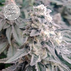 Ein allgemeines Bild