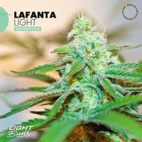 Lafanta Light Auto CBD