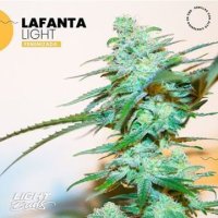 Lafanta Light CBD