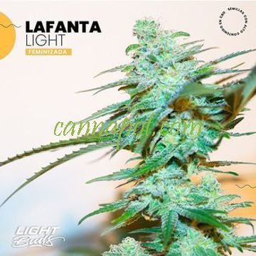 Lafanta Light CBD - zum Schließen ins Bild klicken