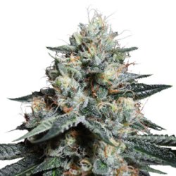 Ein allgemeines Bild