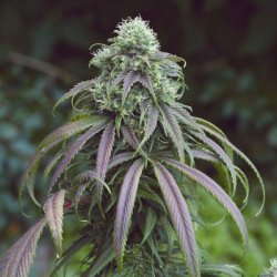 Ein allgemeines Bild