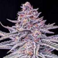 Lavender 5 fem