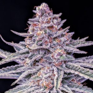 Lavender 5 fem