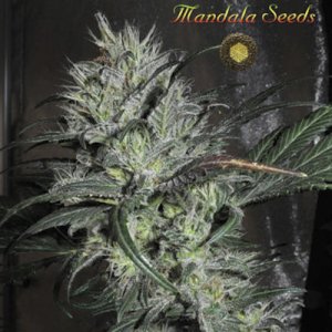 (image for) Lazy Hippie