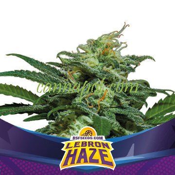 Lebron Haze XXL Auto - zum Schließen ins Bild klicken