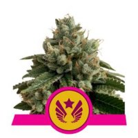 Legendary Punch feminized