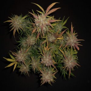 Lemon AK Auto fem