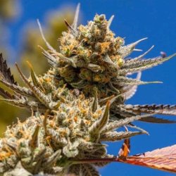 Ein allgemeines Bild