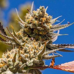 (Bild für) Lemon Berry Candy OG R2