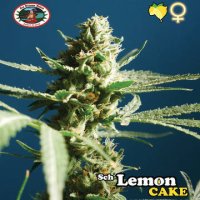 Lemon Cake fem