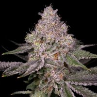 (Bild für) Lemon Cane V2