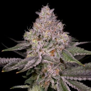 (Bild für) Lemon Cane V2