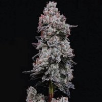 Lemon Cherry Gelato RF3 Auto