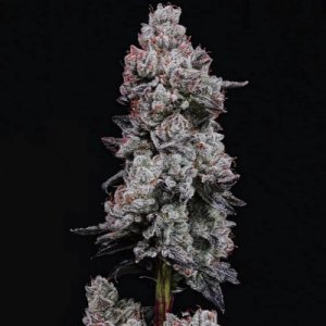 Lemon Cherry Gelato RF3 Auto
