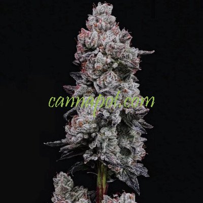 Lemon Cherry Gelato RF3 Auto - zum Schließen ins Bild klicken