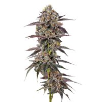 (image for) Lemon Cherry Mochi fem