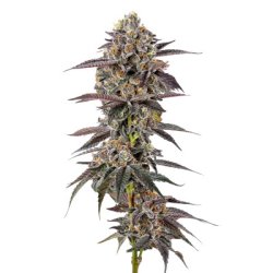 Ein allgemeines Bild