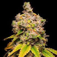 Lemon Cherry Sherb