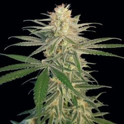 Ein allgemeines Bild