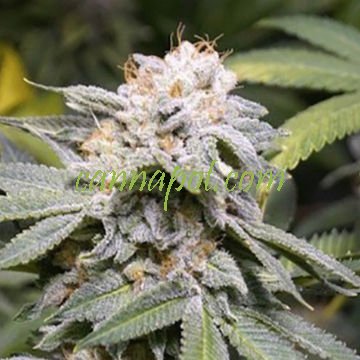 Lemon G x 88 G13 Lemon Hashplant - zum Schließen ins Bild klicken