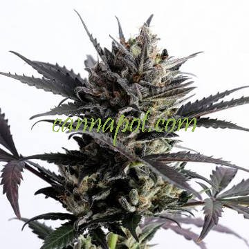 Lemon Haze Auto female - zum Schließen ins Bild klicken