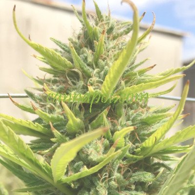 Lemon Haze Autoflower fem - zum Schließen ins Bild klicken