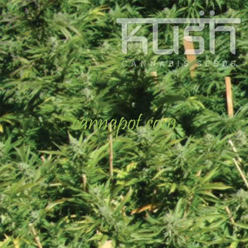 Lemon Kush - zum Schließen ins Bild klicken