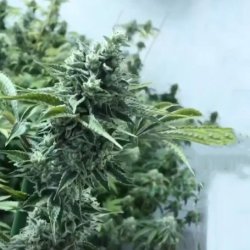 Ein allgemeines Bild