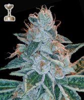 (image pour) Lemon OG