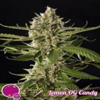 Lemon OG Candy fem