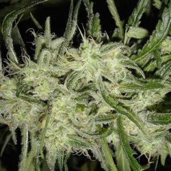 Ein allgemeines Bild