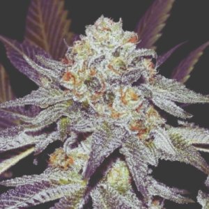 (image pour) Lemon Sherbet 5 fem