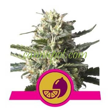 Lemon Shining Silver Haze feminized - zum Schließen ins Bild klicken