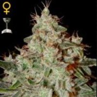 (image pour) Lemon Skunk female