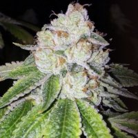 (imagen para) Lemon Tarte female