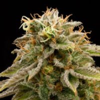 (Bild für) Lemon Thai Kush