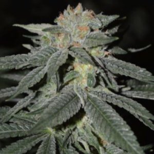 (Bild für) Lemon Venom fem