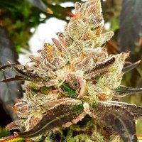 Lemonaid Sherbet 7 fem