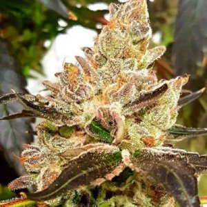 Lemonaid Sherbet 7 fem