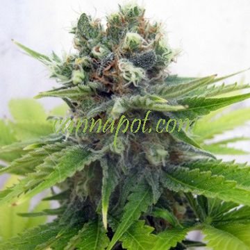 Lemonchello Haze female - zum Schließen ins Bild klicken