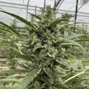 (Bild für) Lilac Cookies Auto female
